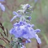 Azure Blue Sage (Salvia azurea) - Jumbo Wildflower Seed Packet