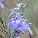 Azure Blue Sage (Salvia azurea) - Jumbo Wildflower Seed Packet