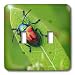 Amy Dyckovsky Roadside Collection - Japanese Beatle on Green Leaf - Light Switch Covers - double tog