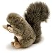 AKC Squirrel Dog Toy