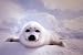 Harp Seal Pup Poster (#118)