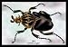 Beetle: African Goliathus Magnus #1 - Paper Poster (18.75 x 28.5)