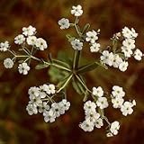 Flowering Spurge (Euphorbia corollata) - Jumbo Wildflower Seed Packet