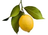 Outdoor Living : 10 Fruit Trees - A Must Have Gift From World Vision