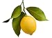 10 Fruit Trees - A Must Have Gift From World Vision