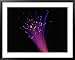 Close-up of Fiber Optic Cable Framed Art Poster Print by Tim Lynch, 39x31