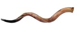 45- 46 Jumbo Yemenite Kudu Horn Polished Shofar, with Free Anti Odor Spray, Made in Israel