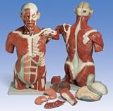 Anatomical Life-size Male Muscular Torso, 27-part