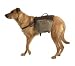 31x81XlMDCL. SL75  Small Dog Backpacks