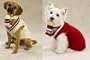 CREAM Cable Knit Varsity Dog Sweater Set CREAM - LARGE - Cable Knit Varsity Dog Sweater Set