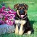 German Shepherd Puppies Wall 2008