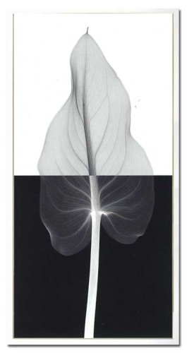 X-Ray PHOTOGRAPHY（レントゲンフォトグラフィー）ポスターフレーム Steven N.Meyers / Calla Leaf I 330x630x30mm