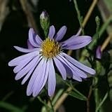 Turbinate Aster (Aster turbinellus) - Jumbo Wildflower Seed Packet