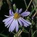 Turbinate Aster (Aster turbinellus) - Jumbo Wildflower Seed Packet