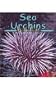 Sea Urchins (Pebble Books)