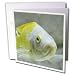 Kike Calvo Animals - Picturing fish in the biggest river aquarium in Europe - Greeting Cards-12 Greeting Cards with envelopes