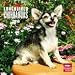 chihuahua6 - Longhaired Chihuahuas 2010 Wall Calendar