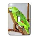 Birds - Yellow Nape Parrot - Light Switch Covers - single toggle switch