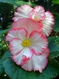 Carnival Joy Roseform Begonia Seed Pack
