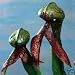 COBRA LILY - 15 Seeds - CARNIVOROUS SEEDS