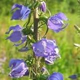 Tall Bellflower (Campanula americana) - Jumbo Wildflower Seed Packet