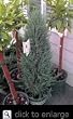 Blue Arrow Juniper, Five Gallon Container by Monrovia Growers
