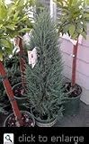 Blue Arrow Juniper, Five Gallon Container by Monrovia Growers