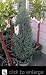 Blue Arrow Juniper, Five Gallon Container by Monrovia Growers
