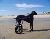 Dog Wheelchair Made By Walkin' Wheels - XLarge