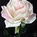 Kitchen & Housewares : Amazing Solar Fibre Optic Flower Light - PINK ROSE