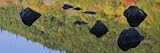 IMAGE OF Reflection of Stones in Water, Bubble Pond, Acadia National Park, Maine, New England, USA by Panoramic Images , 24x72