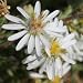 Heath Aster (Aster ericoides) - Jumbo Wildflower Seed Packet