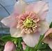 Helleborus 'Anemone' 2 Litre pot - Premium - pack of 8