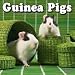 2009 Animal Calendars: Guinea Pigs 2009 Calendar - 2009 Calendar - 30 x 30 cm