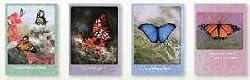 Scripture Greeting Cards - KJV - Boxed - Birthday - "Blessed Birthday"