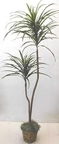 5' Double Yucca Plant