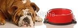 Wallmonkeys Peel and Stick Wall Decals - Sad Looking Bulldog Pouting beside an Empty Bowl of Food - Removable Graphic