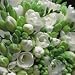 A Bouquet of 50 Classic White Fragrant Freesias fr