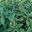 Organic Thai Basil Herb 100 Seeds