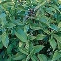 Organic Thai Basil Herb 100 Seeds