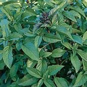 Organic Thai Basil Herb 100 Seeds