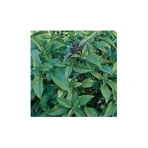 Organic Thai Basil Herb 100 Seeds Organic Thai Basil Herb 100 Seeds