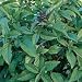 Organic Thai Basil Herb 100 Seeds
