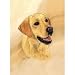 labrador8  - Yellow Labrador Retriever Lab Playing Cards Art by