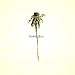 Patrick Watson, Wooden Arms
