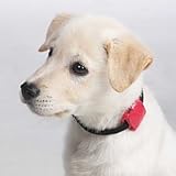 Safety Turtle Pet Collar - Improvements