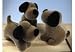 Spardose Hund geflockt 3f.sort
