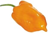 Frieda's Fresh Orange Habanero Chiles (3 Lbs)