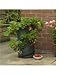 Image of STRAWBERRY AND HERB PLANTER - POP UP!