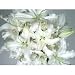 Parade of White Sympathy Lilies
